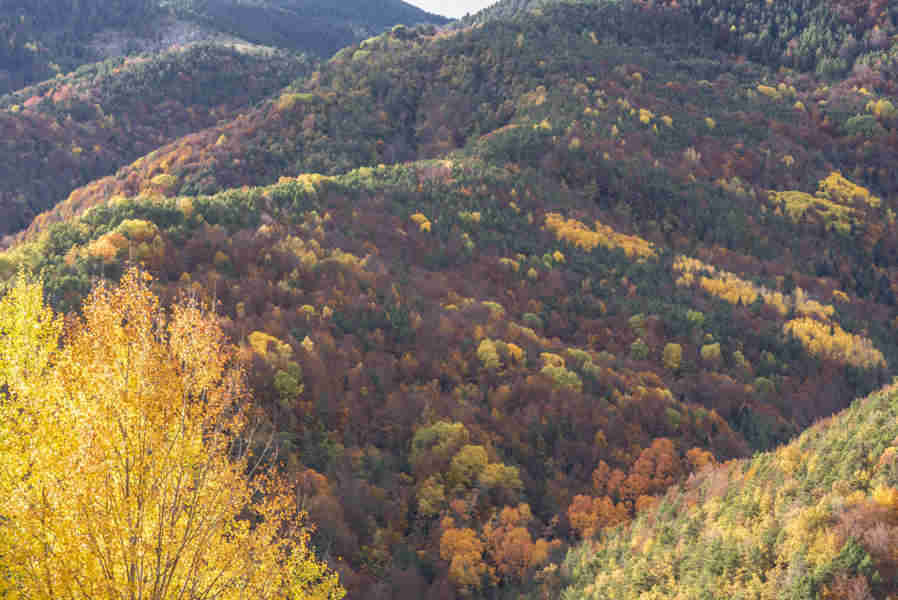 Huesca - valle de Vio 07 - bosque de la Pardina del Señor.jpg